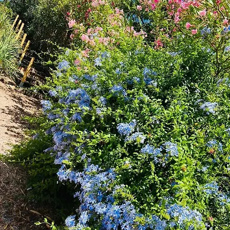 Plein Ciel アパート